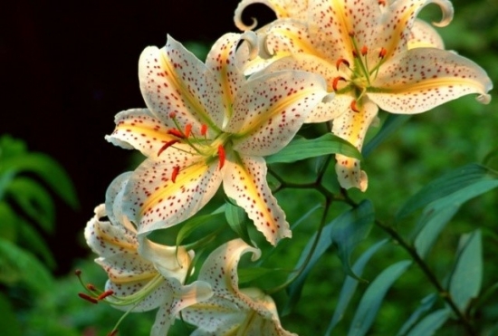 百合花的养殖办法与留意事项 百合花的养殖办法与留意事项:养猫家庭留意让猫远离百合花