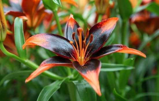 百合花的养殖办法与留意事项 百合花的养殖办法与留意事项:养猫家庭留意让猫远离百合花