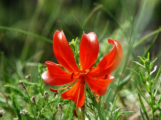 百合花的养殖办法与留意事项 百合花的养殖办法与留意事项:养猫家庭留意让猫远离百合花