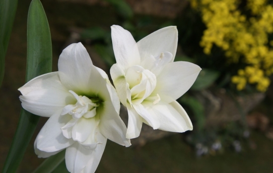 百合花的养殖办法与留意事项 百合花的养殖办法与留意事项:养猫家庭留意让猫远离百合花