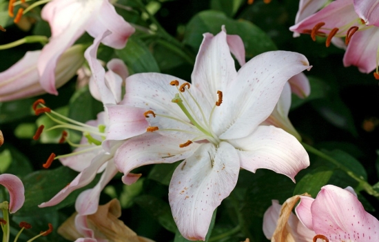 百合花的养殖办法与留意事项 百合花的养殖办法与留意事项:养猫家庭留意让猫远离百合花