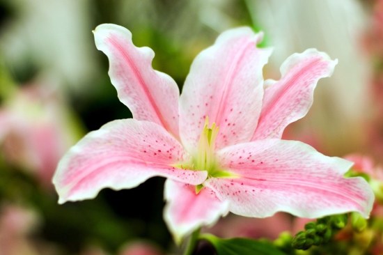 百合花的养殖办法与留意事项 百合花的养殖办法与留意事项:养猫家庭留意让猫远离百合花