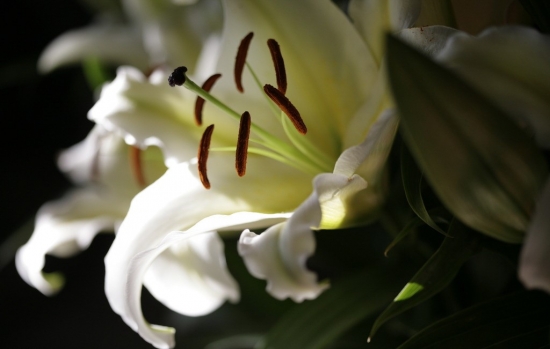 百合花的养殖办法与留意事项 百合花的养殖办法与留意事项:养猫家庭留意让猫远离百合花