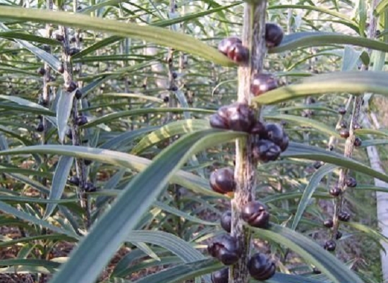 百合花立枯病的危害与预防和治疗 百合花立枯病的危害与预防和治疗