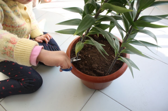 百合花的盆栽养殖办法 百合花立枯病的危害与预防和治疗