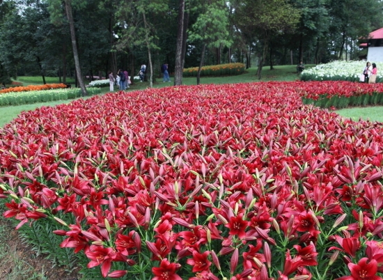 百合花花期：一般7～8月份开花