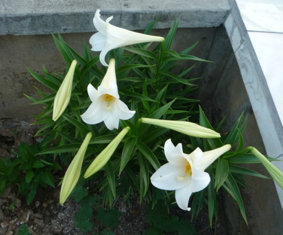 百合花花期：一般7～8月份开花