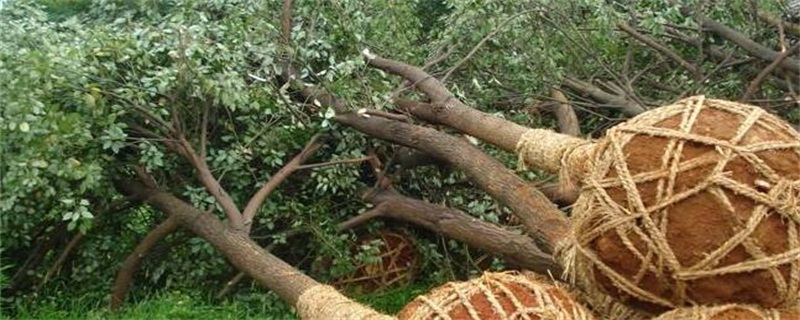 秋季移栽桂花树能活吗