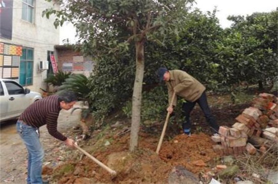 秋季移栽桂花树能活吗