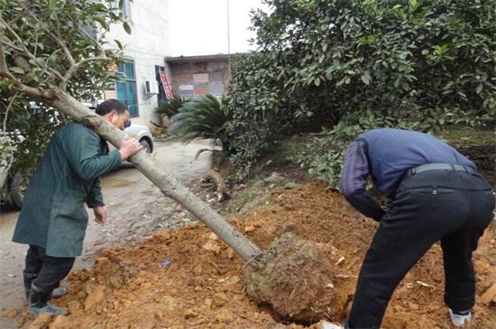 秋季移栽桂花树能活吗