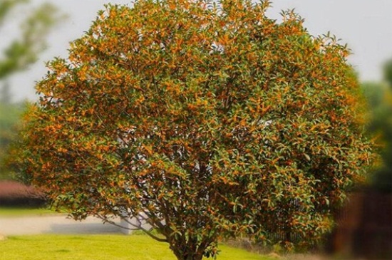 桂花树为何不会开花