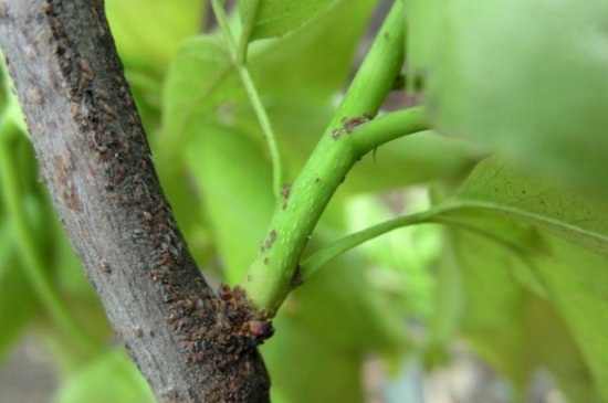 桂花树为何不会开花