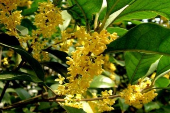 桂花树修剪办法图解