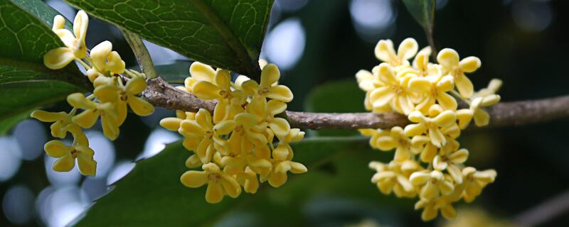 金桂的养殖办法及留意事项