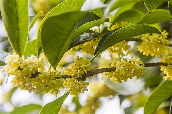 金桂的养殖办法及留意事项