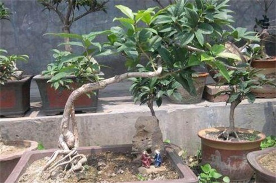 金桂的养殖办法及留意事项