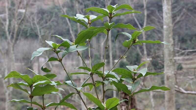 桂花树如何养才长得好