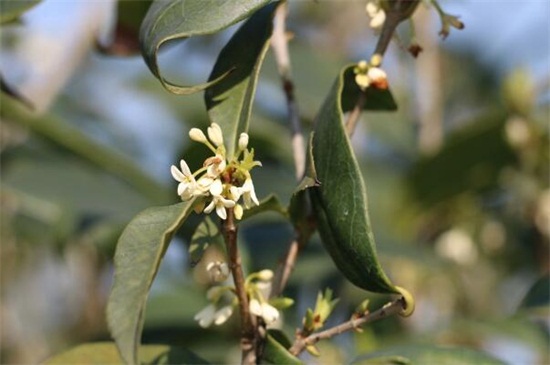 桂花树如何养才长得好