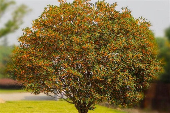 桂花树不开花如何回事，正常现象或者养护不当