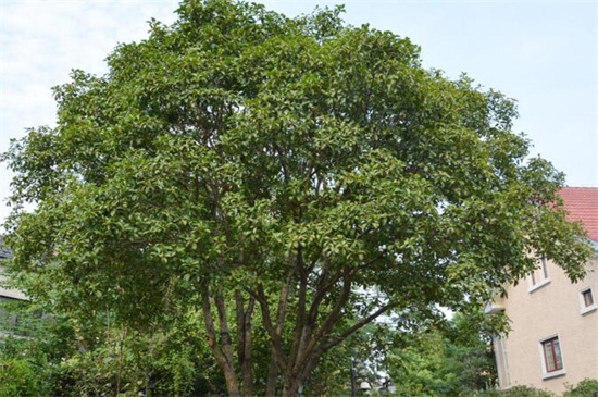 桂花树不开花如何回事，正常现象或者养护不当