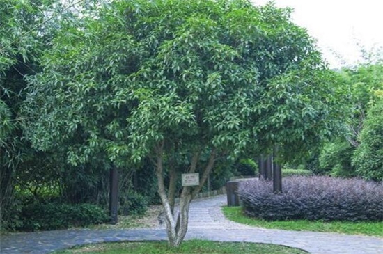 桂花树不开花如何回事，正常现象或者养护不当