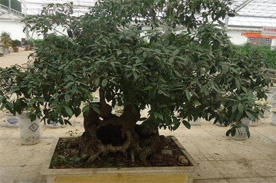 桂花树不开花如何回事，正常现象或者养护不当