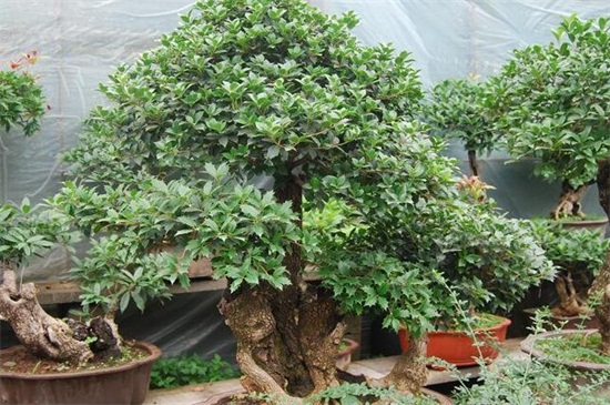 桂花树不开花如何回事，正常现象或者养护不当