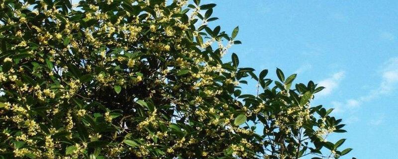 桂花树如何嫁接