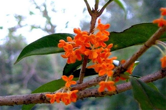 桂花树如何嫁接