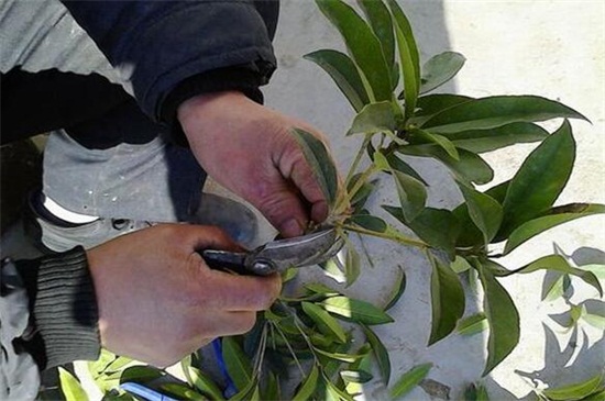 桂花树如何嫁接