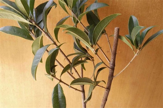 桂花树如何嫁接