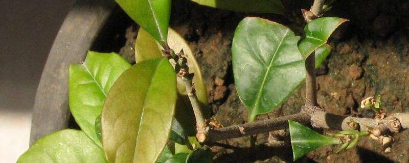 桂花树叶子干枯发黄如何办