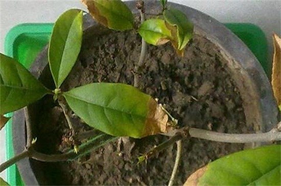桂花树叶子干枯发黄如何办