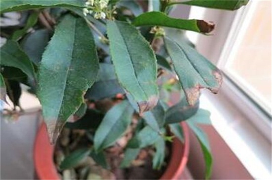 桂花树叶子干枯发黄如何办