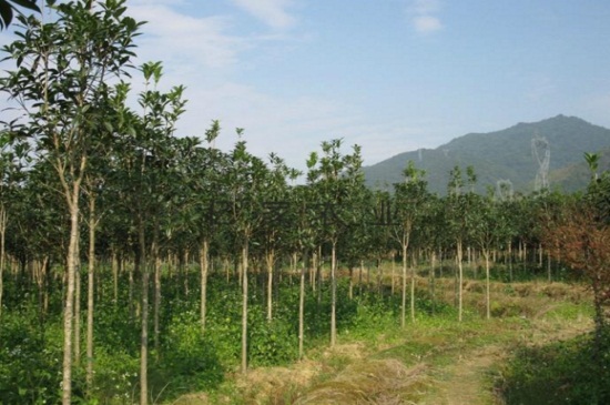 新移栽金桂叶子干枯如何办，3种办法巧对症