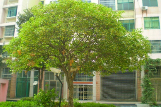 新移栽金桂叶子干枯如何办，3种办法巧对症