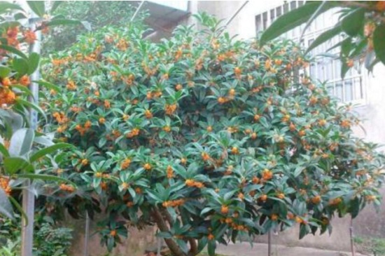 新移栽金桂叶子干枯如何办，3种办法巧对症