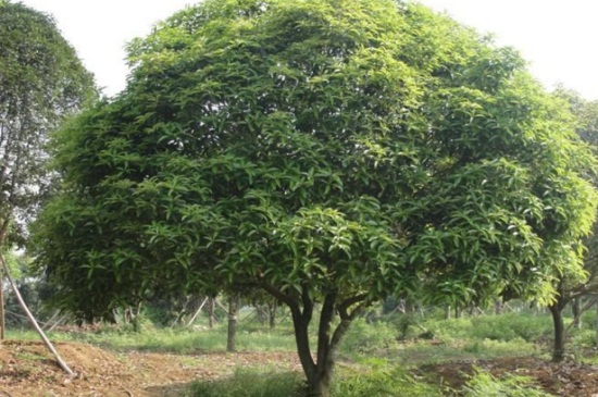 新移栽金桂叶子干枯如何办，3种办法巧对症