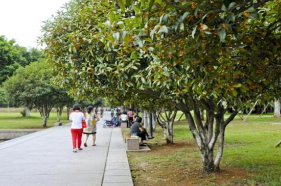 新移栽金桂叶子干枯如何办，3种办法巧对症