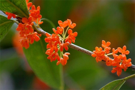 桂花树有几种种类，四个种类更易分辨