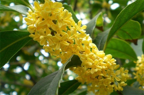桂花树有几种种类，四个种类更易分辨