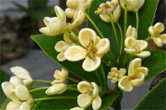 桂花树有几种种类，四个种类更易分辨