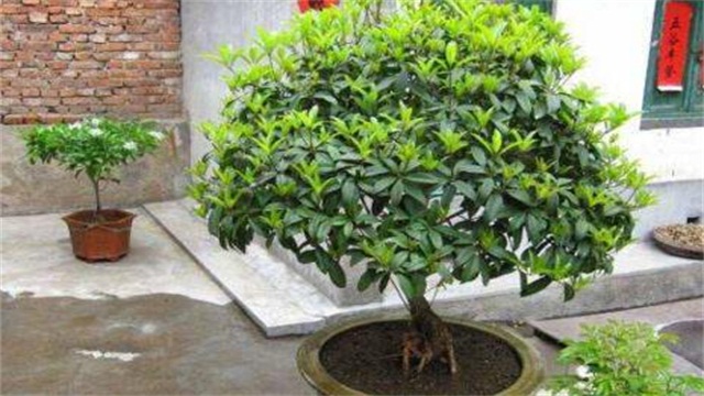 桂花树如何养才长得好