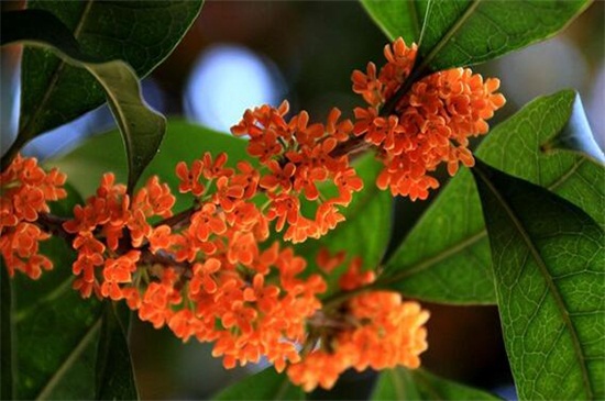 金桂和丹桂的区别，五种办法教你正确分辨