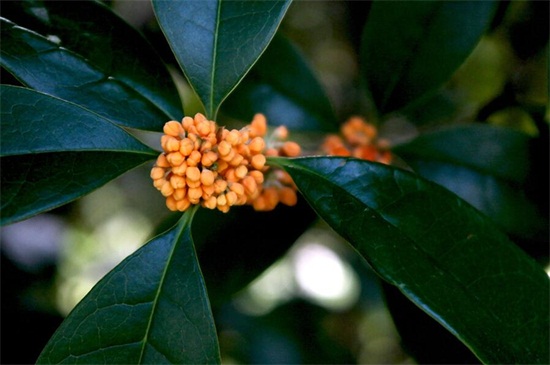 金桂和丹桂的区别，五种办法教你正确分辨