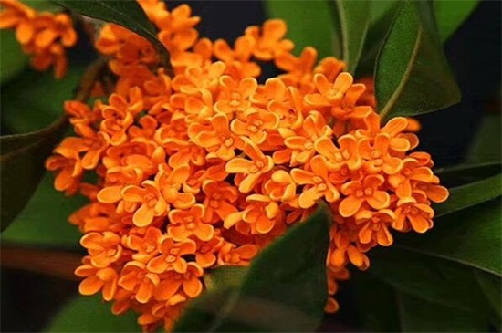 金桂和丹桂的区别，五种办法教你正确分辨