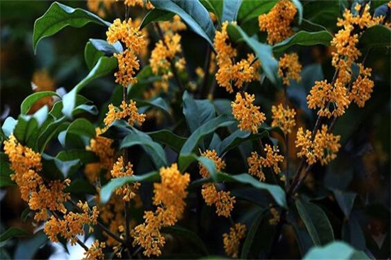 金桂和丹桂的区别，五种办法教你正确分辨