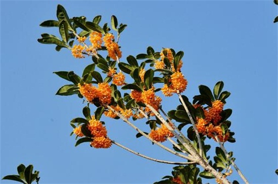 金桂和丹桂的区别，五种办法教你正确分辨