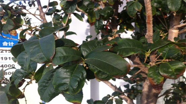 桂花树叶子干枯发黄如何办