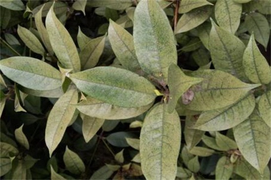 桂花树叶子干枯发黄如何办